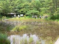 昭和の森内にある湿地